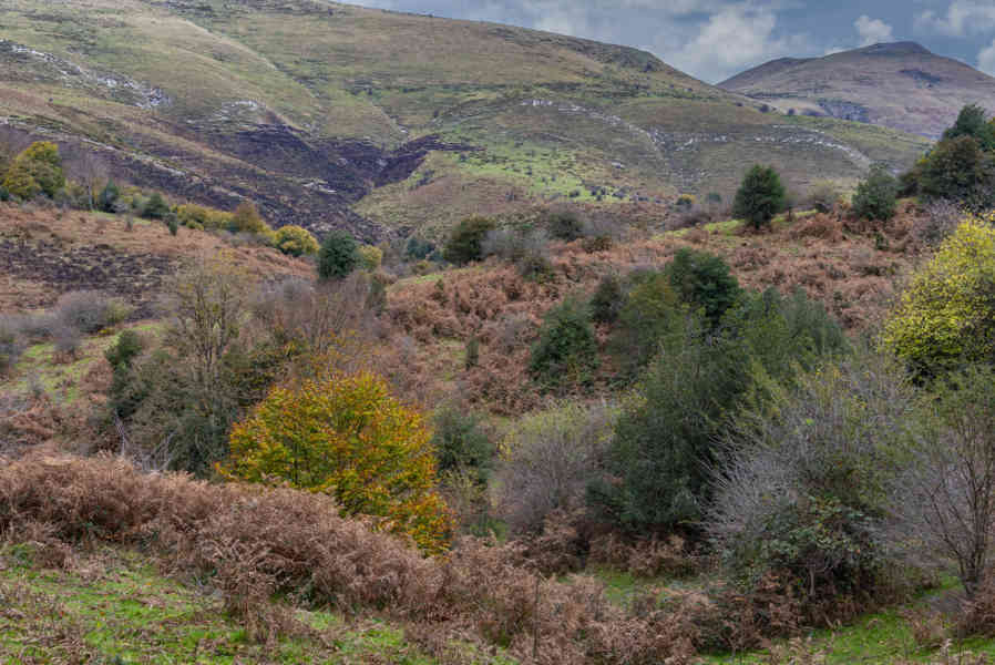 Comunidad Foral de Navarra 072 - Selva de Irati.jpg